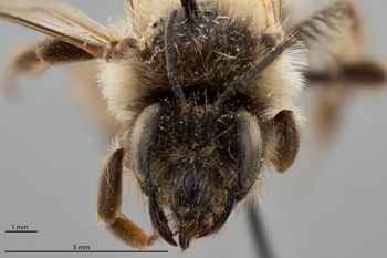 Media type: image;   Entomology 771236 Aspect: head frontal view